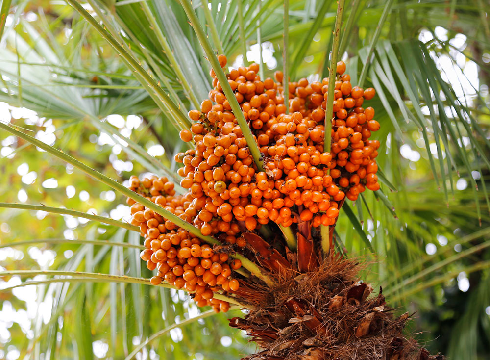 Bulk Palm Oil industry